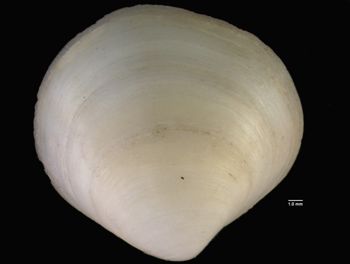 Media type: image; Malacology 177059